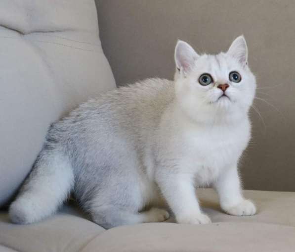 Шотландские котята в фото 7