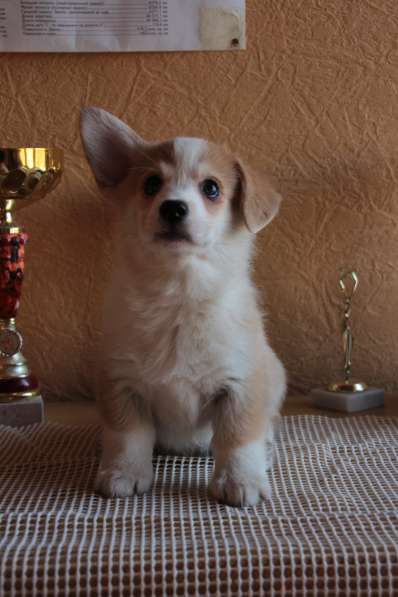 Puppies Welsh Corgi Pembrok