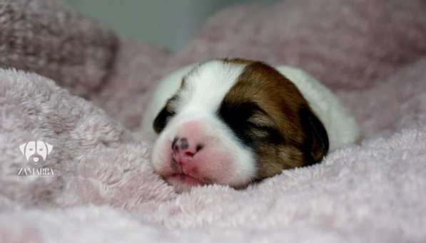 Щенки Джек Расселл Терьера FCI в фото 9