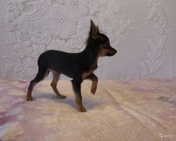 Щенки Русского Той терьера в Красноярске фото 10