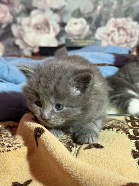 Котята в добрые руки в Новомосковске