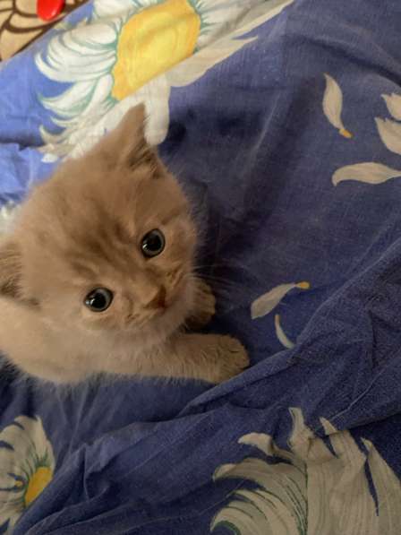 Отдам котят в добрые руки в Новосибирске фото 3