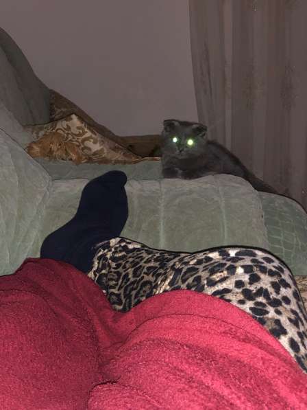 Шотландский котенок в Махачкале фото 4