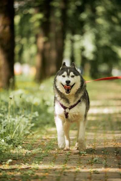Канзи ищет дом. В добрые руки в Москве фото 3