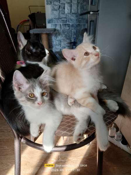 Котята в хорошие руки в фото 13