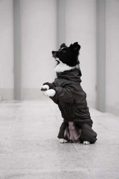 Одежда для собак всех размеров !! в фото 8