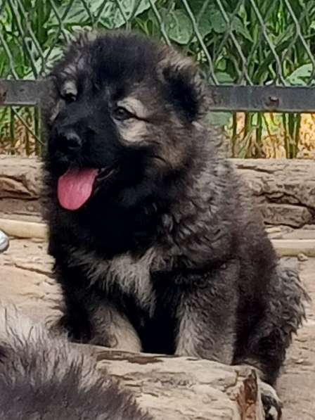 ПРОДАМ ЩЕНКОВ КАВКАЗСКОЙ ОВЧАРКИ в Донецке