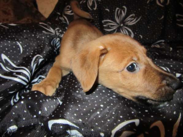 Ирландский терьер в Москве фото 10