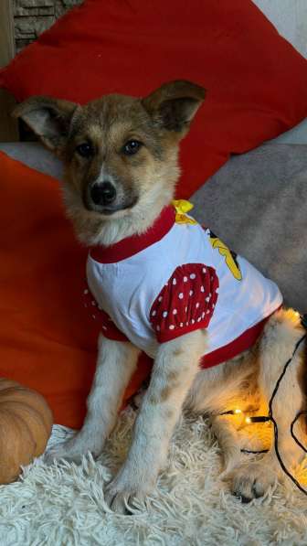 Очень красивые щенки в Санкт-Петербурге фото 5