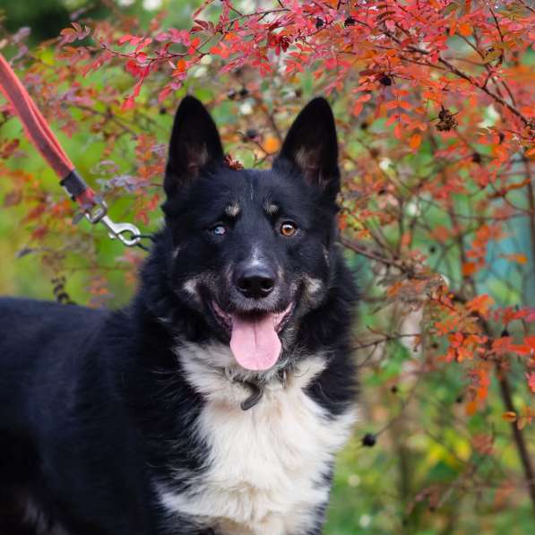 Роскошный молодой пёс в Санкт-Петербурге фото 3