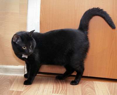 Отдам даром Особенный котик Черныш ищет дом в Москве фото 5