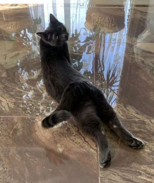 Отдам кота в добрые руки в Туле