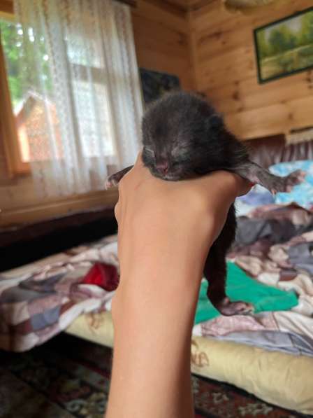 Котята в Владимире фото 3