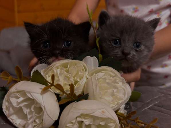 Котята девочки мама британка в Челябинске