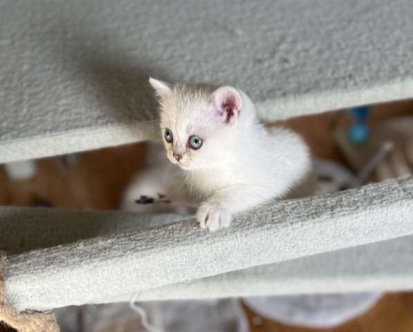 Reinrassige BKH Kitten mit blauen Augen в фото 6