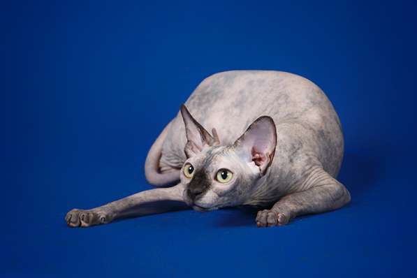 Гуманоид? Котёнок Эльф, бамбино, двэльф, сфинкс! в Ярославле фото 8