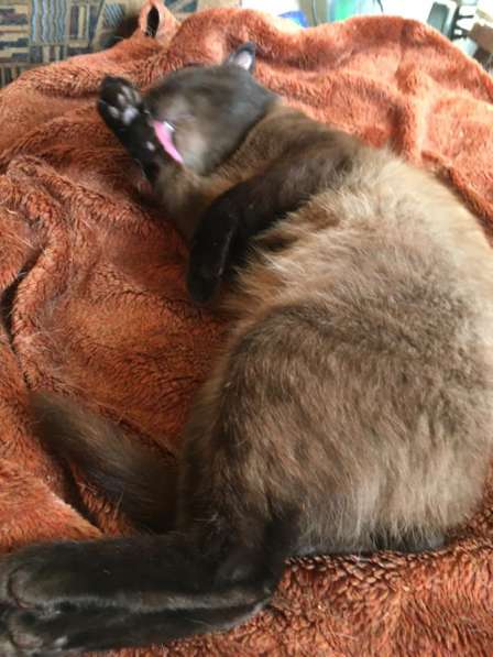 Кот тонкинез в Санкт-Петербурге фото 3