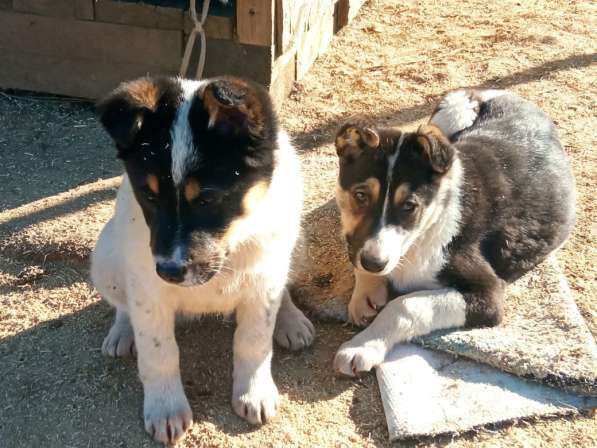 Маленькие хорошенькие хвостики в Санкт-Петербурге фото 9