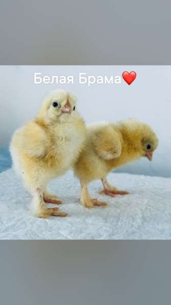 Брама Белая в Крымске