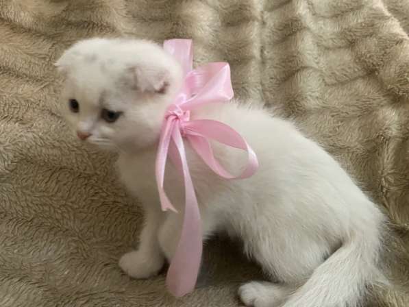 Шотландский белый вислоухий котёнок / Scottish Fold (white) в фото 9