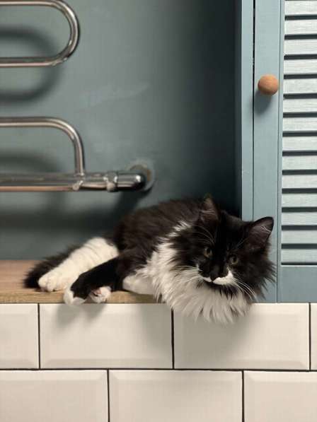 Скромный котик Гарри ищет семью! в Москве фото 8