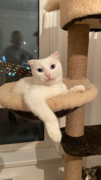 Белый ангел Поэзия в добрые руки