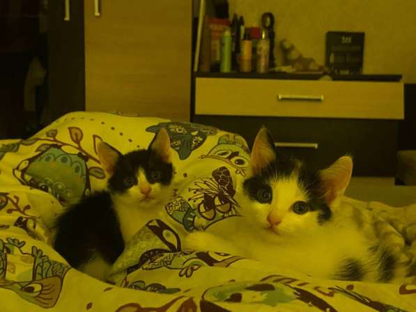 Котята в добрые руки(мальчики) в Уфе фото 3