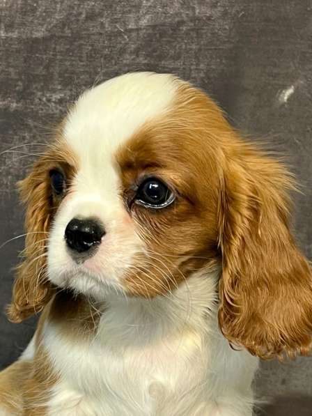 Кавалер кинг чарльз спаниель девочка бленхейм в Санкт-Петербурге фото 4