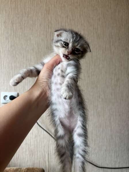 Котята шотландские вислоухие и прямоухие в Оренбурге фото 7