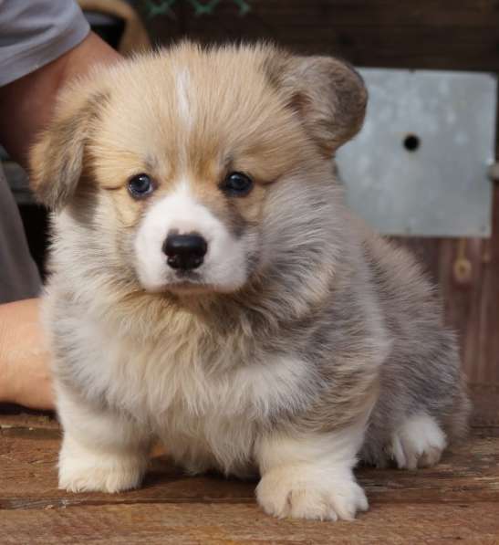 Щенки Вельш Корги Пемброк в Москве