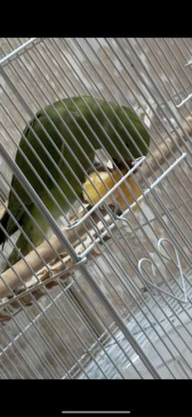 Ожереловый попугай в Перми фото 3