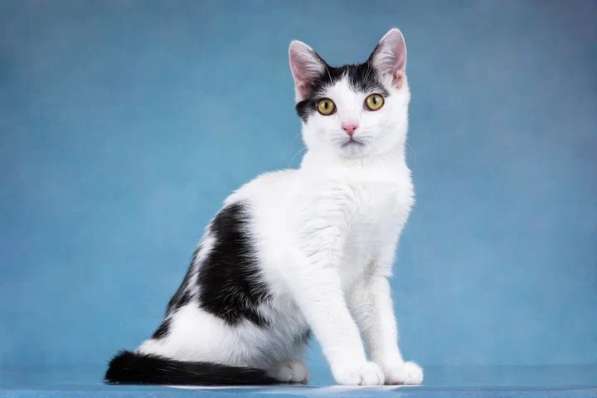 Милый котенок Пончик в добрые руки