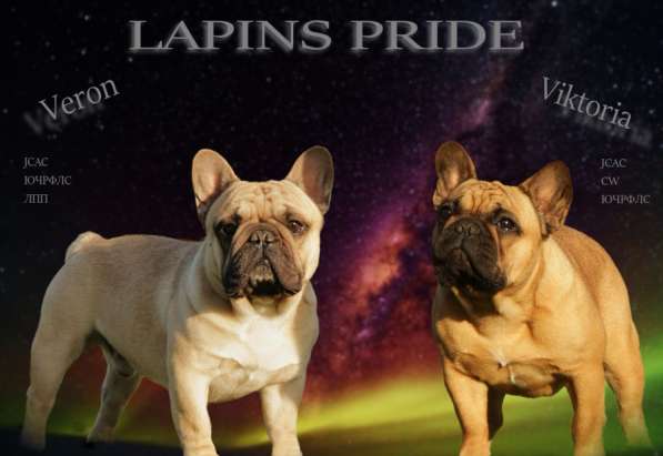 Французский бульдог щенки в Москве