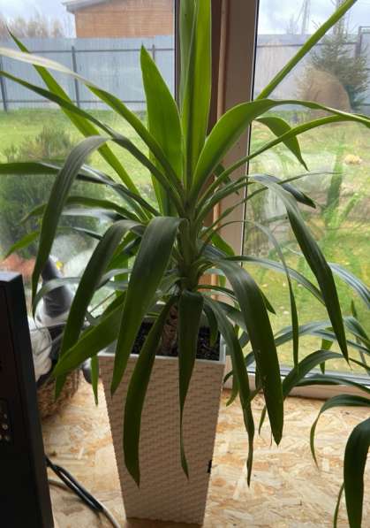 Цветы в Чехове фото 8