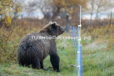 Комплект OLLI для Медведей 100м в Казани