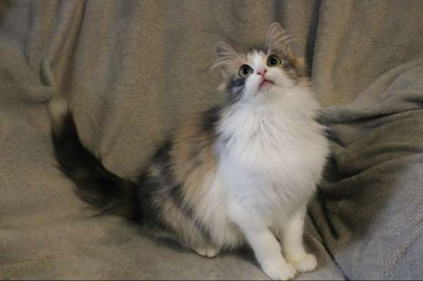 Миса в добрые руки в фото 4