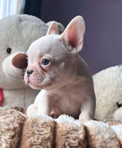 Щенки в Уссурийске фото 7