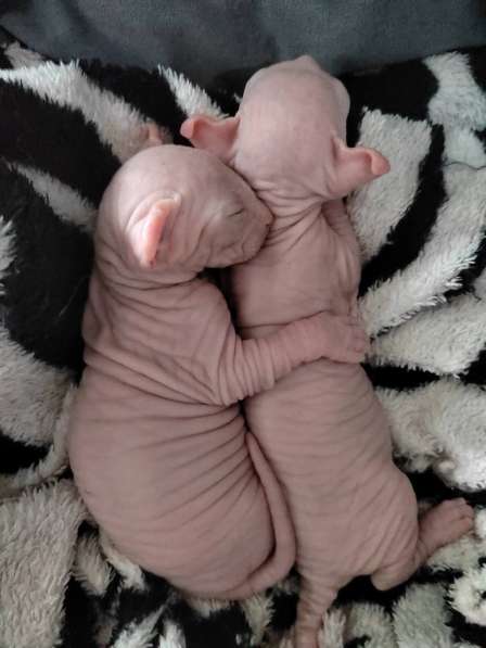 Предлагаются к бронированию котята Канадского сфинкса в Москве