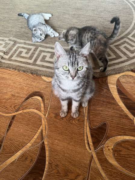 Котята в Белово фото 11