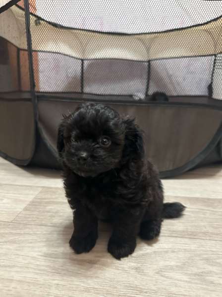 Мальтипу в Санкт-Петербурге фото 6