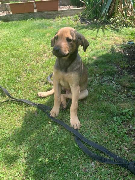 Ласковые бархатные щеночки в Санкт-Петербурге фото 10