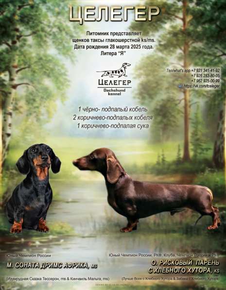 Таксы кроличьи от чемпионов в Москве фото 6