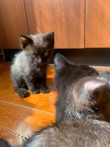 Котята в добрые руки в Благовещенске фото 5