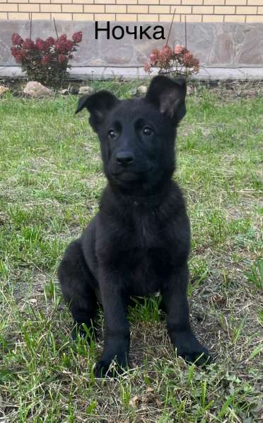 Щенки немецкой овчарки в Челябинске