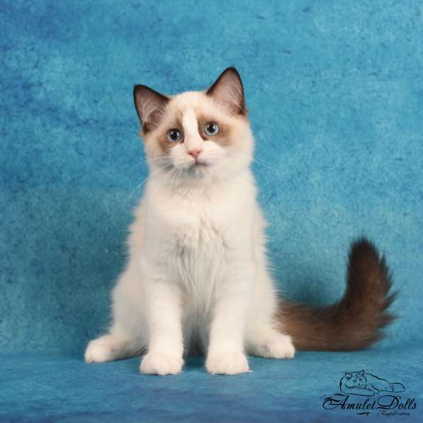 Male for pet ragdoll в Москве фото 5