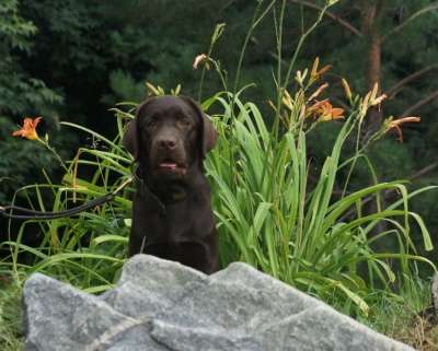 Шоколадная девочка лабрадор(клеймо, док.) в Тюмени фото 7