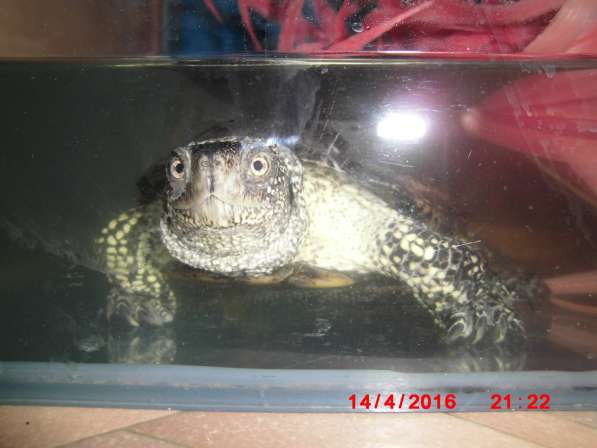 Болотные черепахи в Добрянке фото 7