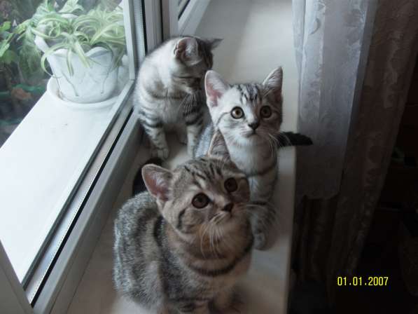 Продаются породистые короткошерстные британские котята в фото 4