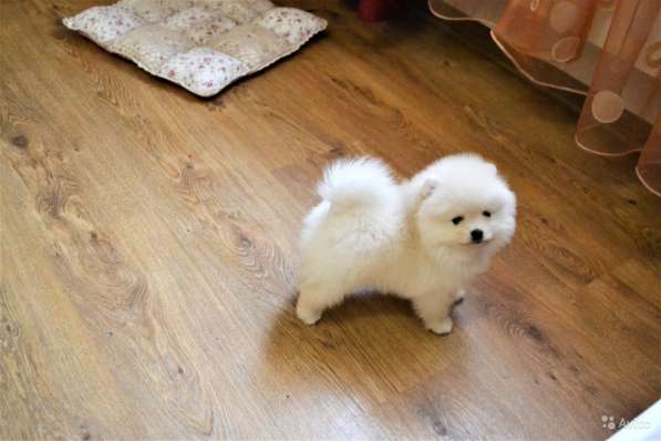 Щенки померанского шпица (Pomeranian) в Воронеже фото 13