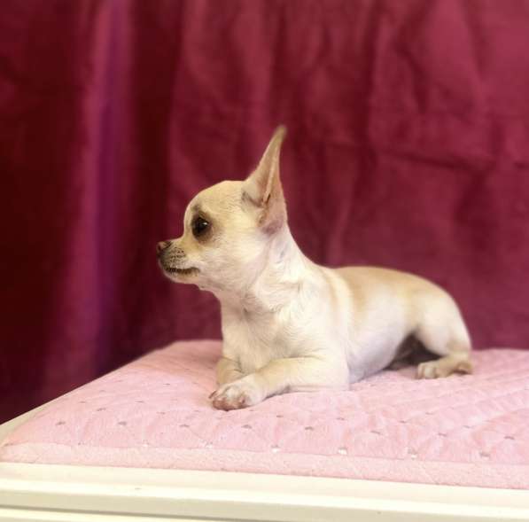 Chihuahua. Mini boy. Fawn в фото 3
